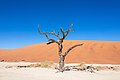 1. Kiszáradt Vachellia erioloba (Deadvlei, Namib-Naukluft Nemzeti Park, Namíbia) (javítás)/(csere)