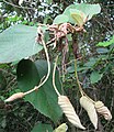 remains as each flower forms a fruit.