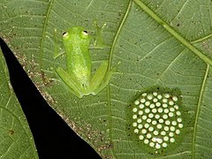 Hyalinobatrachium colymbiphyllum neben einem Eigelege