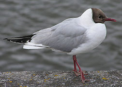 Adulte, plumage d'été.