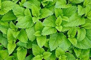 Daun lemon balm