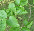 Morus nigra male flowers.