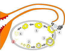 Abläufe innerhalb des Ovars während des Menstruationszyklus: 1 Menstruation 2 heranreifender Follikel 3 reifer Follikel 4 Ovulation (Eisprung) 5 Corpus luteum (Gelbkörper) 6 Rückbildung des Corpus luteum