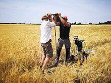 Two men in a field of wheat struggling to push a rod into soil.