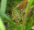 Pelophylax lessonae mimetizzata