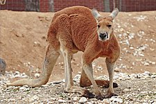 Red kangaroo (Macropus rufus)