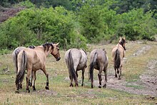 Photo de chevaux à la robe marron marchant dans la campagne