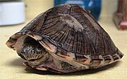 Razorback musk turtle, Sternotherus carinatus