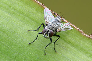 8-миллиметрли тахин-чибин (Tachinidae)