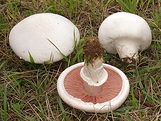 Wiesen-Champignon Agaricus campestris