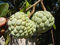 Atis