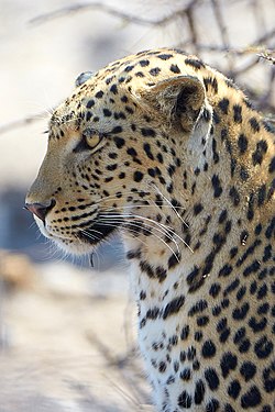 African Leopard (panthera pardus pardus) near Okevi waterhole in Etosha