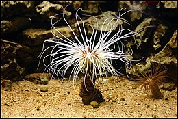 Csöves tengeri rózsa (Cerianthus membranaceus)