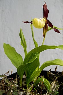 Cypripedium calceolus (13903682528).jpg