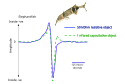 Electroreception of Capacitative and Resistive Objects in Elephantfish (file)