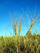 Épis d'épillets (Elymus elymoides).