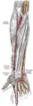 Muscles and arteries of the right forearm and hand, including the superficial palmar arch[5] and the common palmar digital arteries branching off of it. Palmar aspect with the proximal part (elbow) at the top and the distal part (hand) at the bottom.