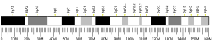 3番染色体 (マウス)