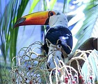 Toco toucan with partial leucism (Ramphastos toco)