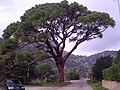 Pinus pinea