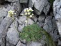 Saxifraga paniculata