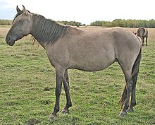 Cheval gris vu de profil.