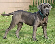 Blu Mastino napoletano