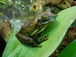 Grüner Waldsteigerfrosch (von Nup)