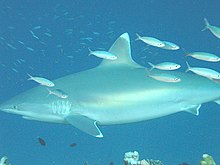 Un requin, avec des poissons au premier plan.