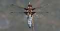 Libellula panciapiatta (Libellula depressa)