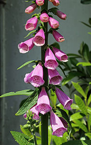 Digitalo (Digitalis purpurea), la planta fonto de digitalino.