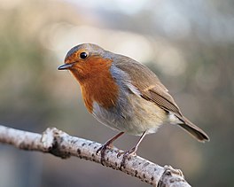 In readboarstke (Erithacus rubecula)