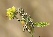 Богомол Harpagomantis tricolor з родини Galinthiadidae (ПАР)