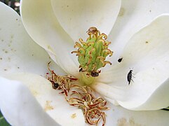 Magnolia, escarabajos Mordellidae (Cantarofilia)