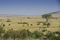 Savanes du Masai Mara (Kenya)