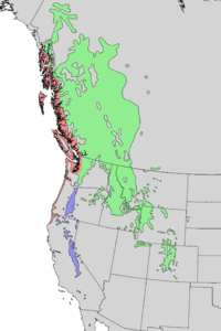 Mapa de distribución: * Pinus contorta subsp. contorta * P. contorta subsp. latifolia * P. contorta subsp. murrayana