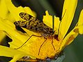 Panorpa meridionalis, dari Portugal