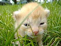 Image 1A kitten opening its eyes for the first time (from Kitten)