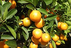 Description de l'image Citrus japonica.jpg.