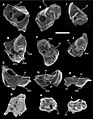 Parte petrosa isolata di Djarthia murgonensis, i fossili marsupiali più antichi d'Australia