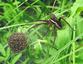 Dolomedes fimbriatus com a sua creche.