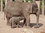 幼獣と成獣