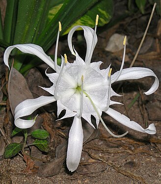 Flor de Hymenocallis speciosa, na qua se observa o paraperigónio ou corona estaminal unindo os filamentos dos seis estames.
