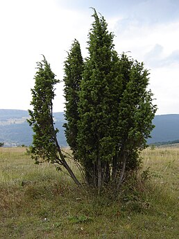 alternativní popis obrázku chybí