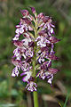 Orchis purpurea