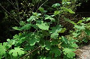 晩春 - 初夏に掛けてのタケニグサの草姿。菊の葉を大きくしたような形の葉の形と、白い茎がわかる。