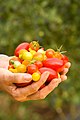 A handfull of tomatoes at Ho Farms in Kahuku, HI