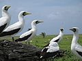 Masked Boobies in Phoenix Islands Protected Area