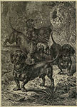 Taxar från Vero Shaws "The Illustrated Book of the Dog" 1881, där man tydligt ser de krökta benen som avlades bort i början av 1900-talet.