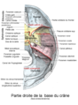 Partie droite de la base du crâne humain.